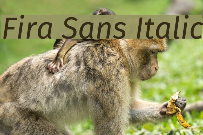 Fira Sans Italic フォント examples
