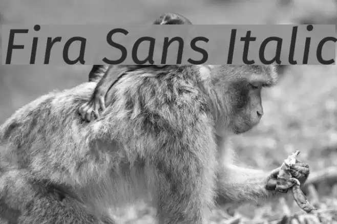 Fira Sans Italic フォント examples