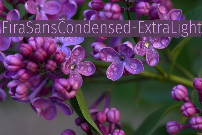 FiraSansCondensed-ExtraLight Font examples