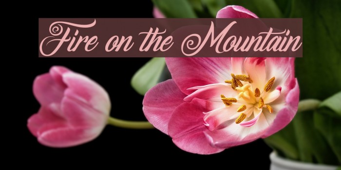 Fire on the Mountain Font examples