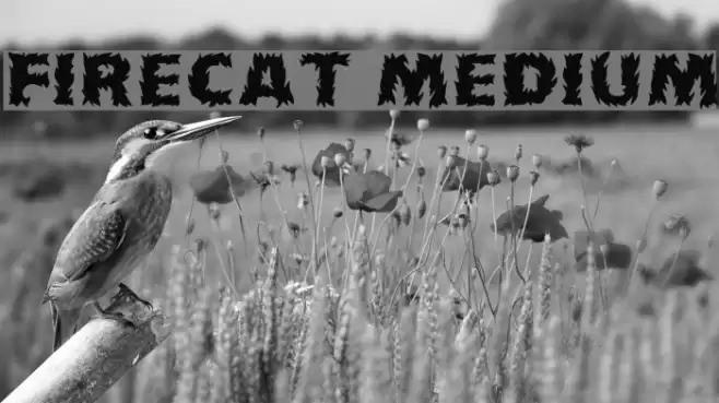 Firecat Medium Fonte examples