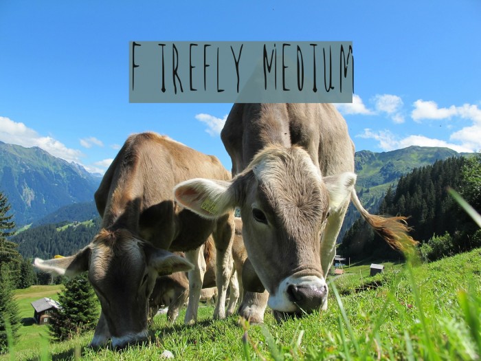 Firefly Medium Font examples