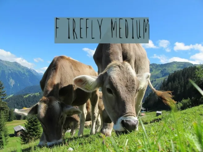 Firefly Medium Example 1