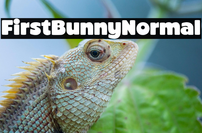 First Bunny Normal Example 2