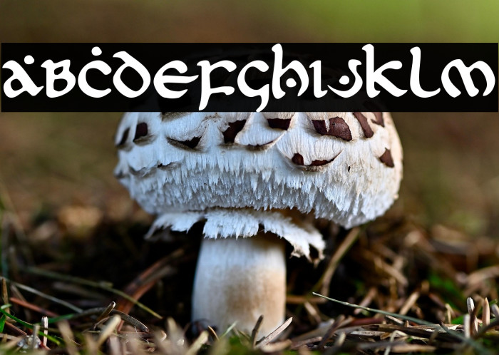 First Order Example 1