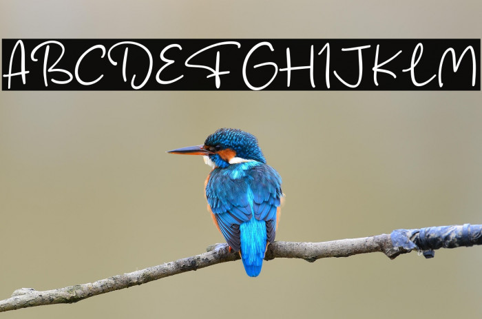 Fish Catcher Example 1