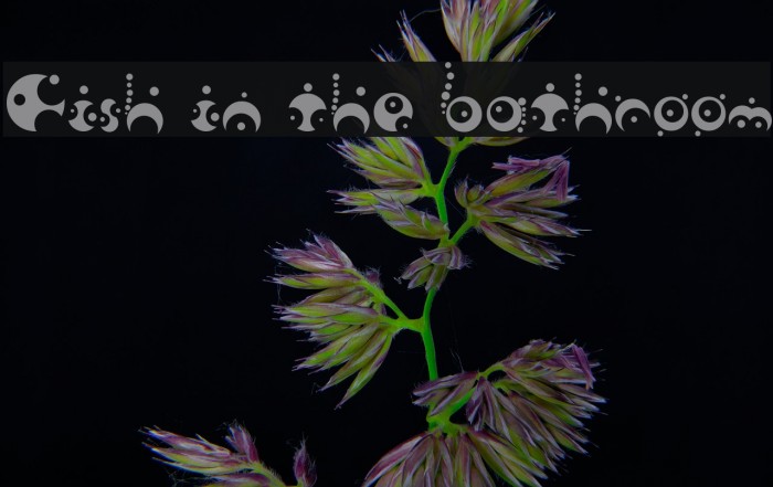 Fish in the bathroom Font examples