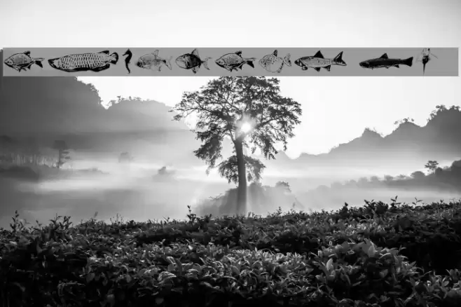 FishyPrint Two AOE  خط examples