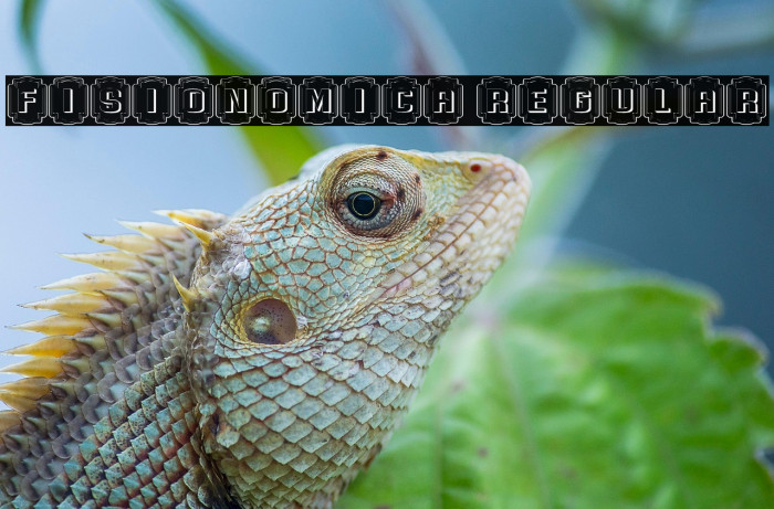 Fisionomica Regular Example 2