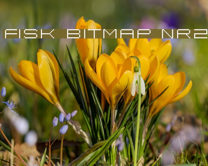 Fisk Bitmap Nr2 Font examples