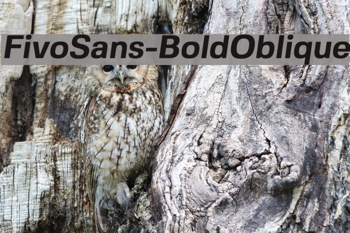 FivoSans-BoldOblique Font examples
