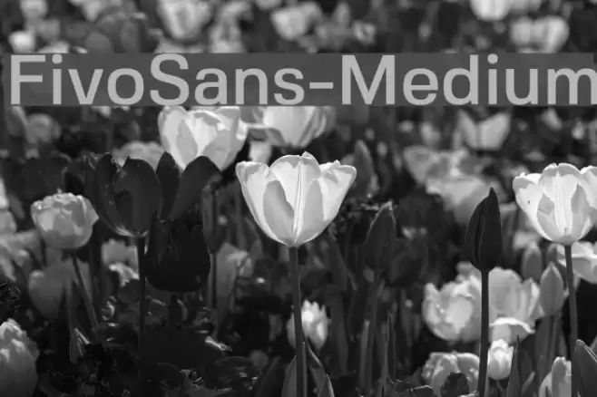 FivoSans-Medium Font examples