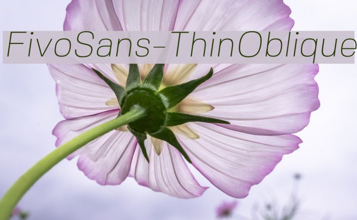 FivoSans-ThinOblique Font examples
