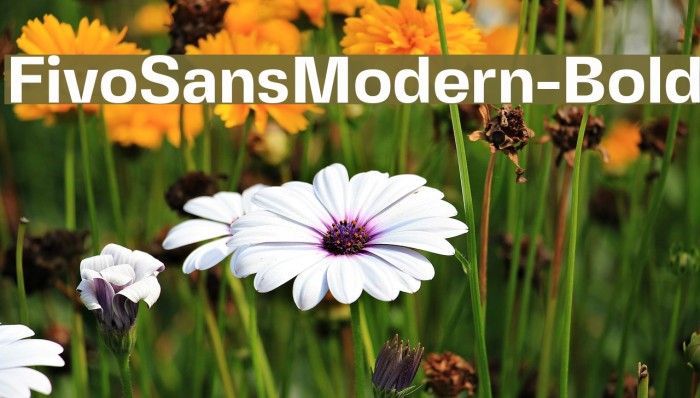 FivoSansModern-Bold Example 2