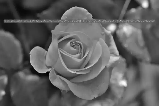 filigrees and ornaments ST Font examples