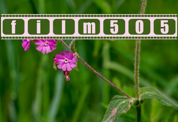 film505 Font examples