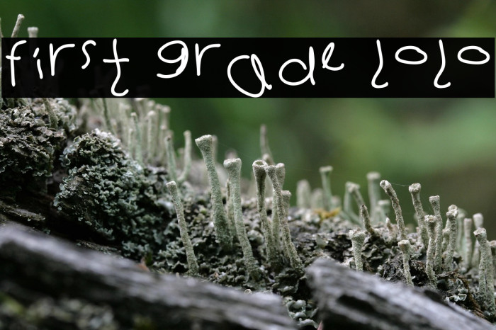 first grade lolo Example 2