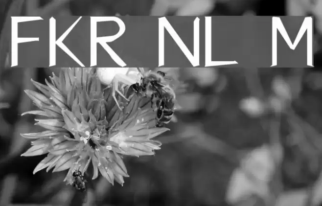 FKR NiceLife Medium Polices examples