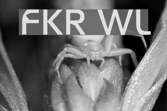 FKR WifeLife Font examples