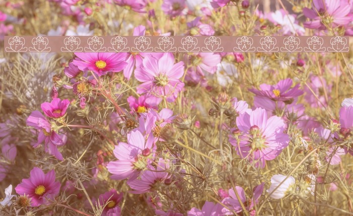 FL Scrappy Angel Font examples