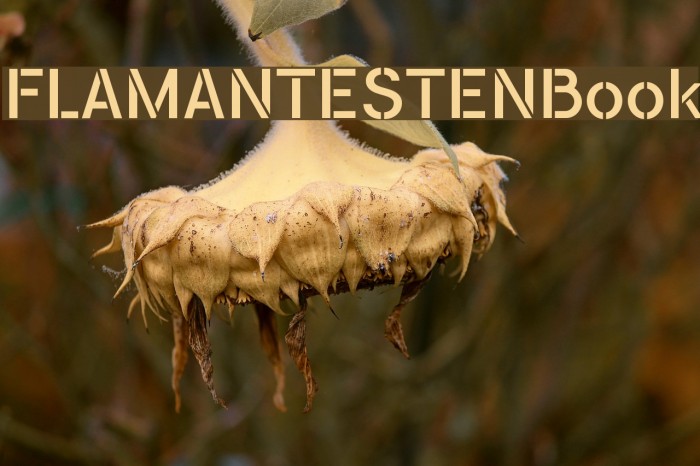 FLAMANTESTENBook Font examples