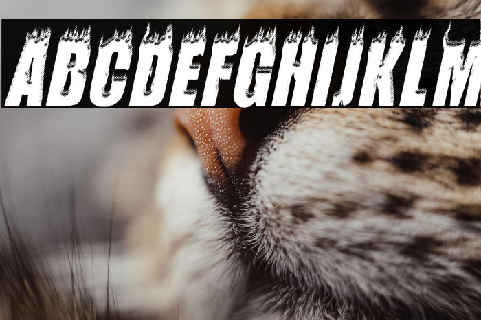 FLAMES ITALIC PERSONAL USE Bold Italic Example 1