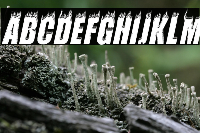 FLAMES ITALIC PERSONAL USE Bold Italic Example 2