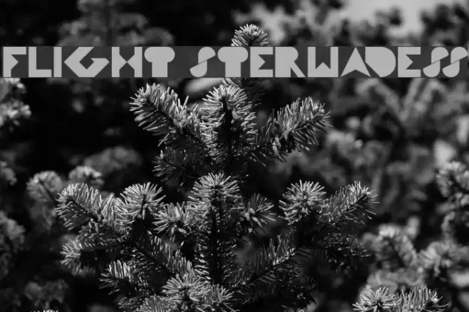 FLIGHT STERWADESS Font examples
