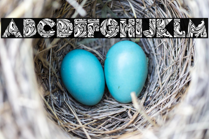 FLUID Bold Example 3