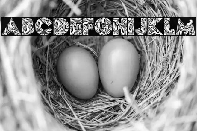 FLUID Bold Font examples