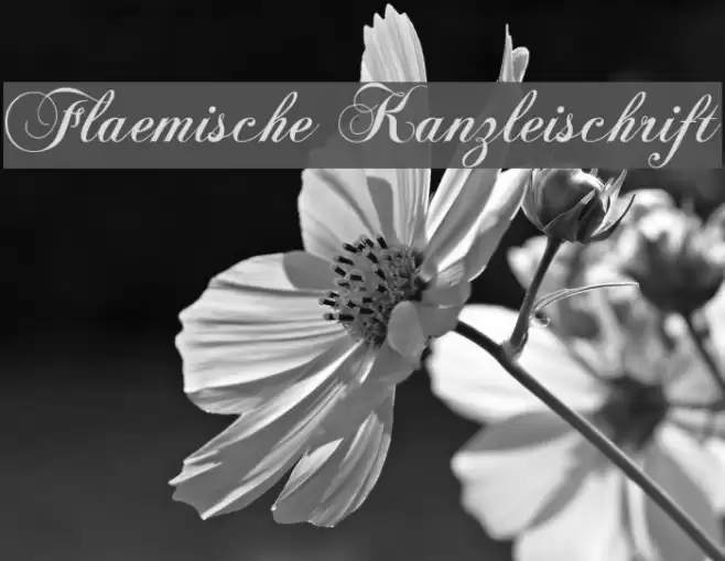 Flaemische Kanzleischrift Font examples