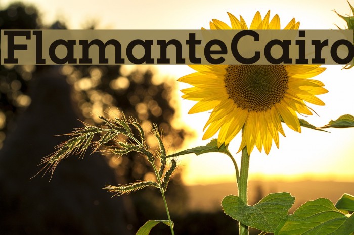 FlamanteCairo Font examples
