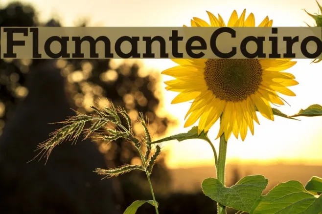 FlamanteCairo Example 2