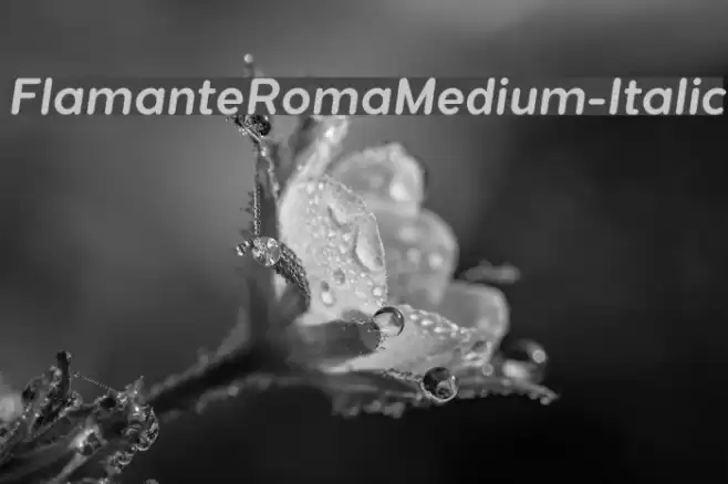 FlamanteRomaMedium-Italic Font examples