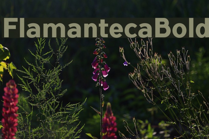 FlamantecaBold Font examples