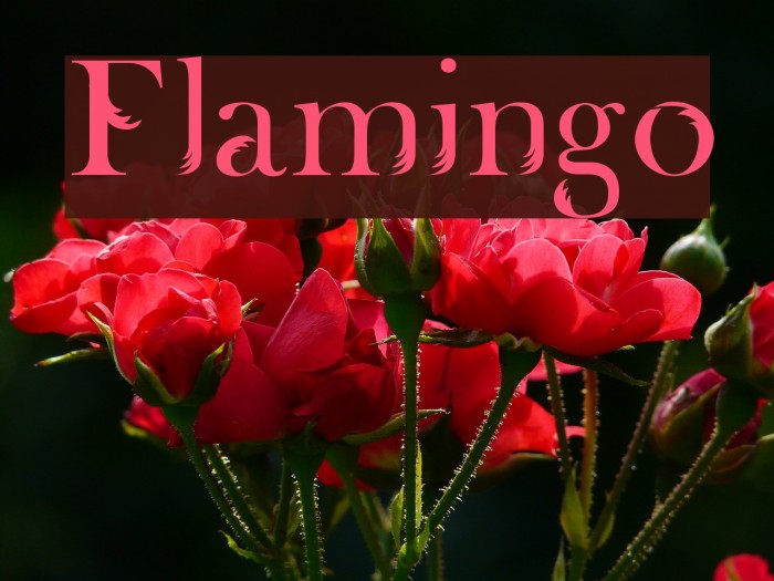 Flamingo Font examples