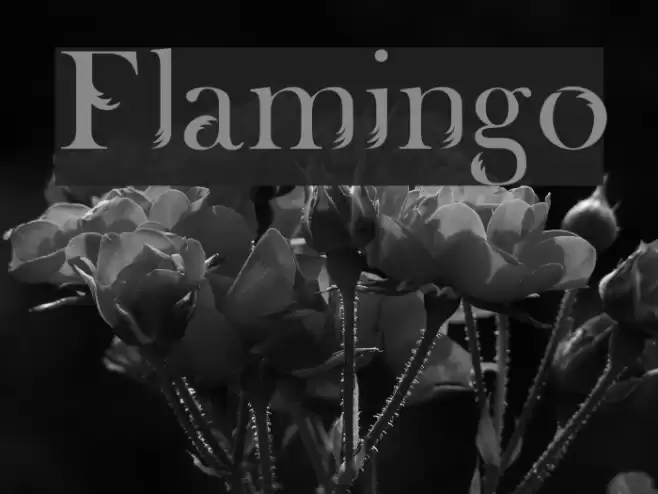 Flamingo Fonte examples