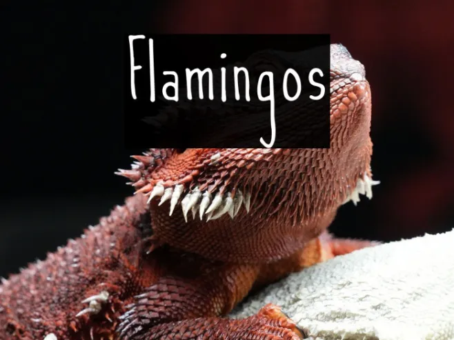 Flamingos Example 1