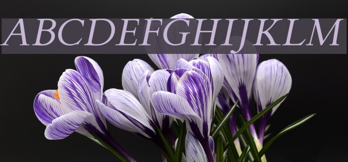 FlankerGriffo-Italic Font examples