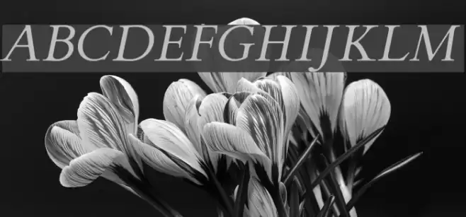 FlankerGriffo-Italic Font examples