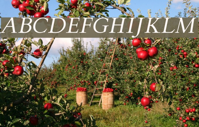 FlankerGriffo-Italic Font examples