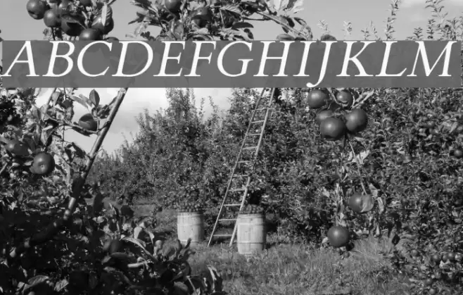 FlankerGriffo-Italic Font examples