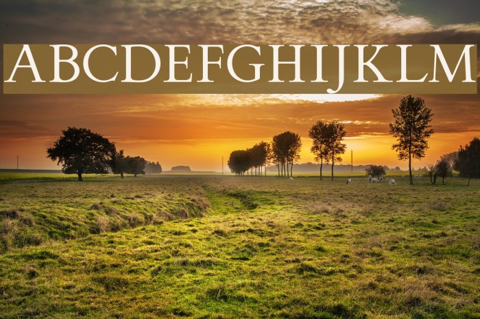 FlankerGriffo Font examples