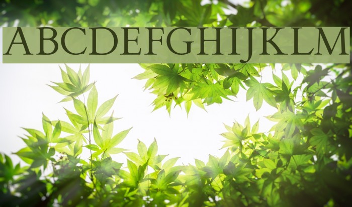 FlankerGriffo Font examples