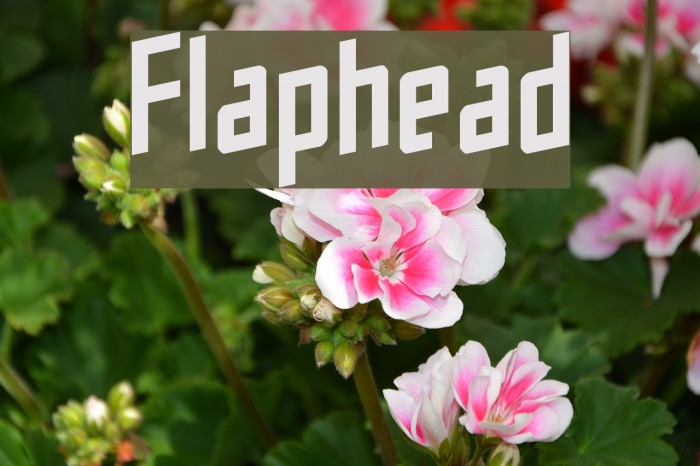 Flaphead Font examples