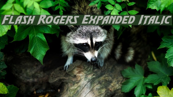 Flash Rogers Expanded Italic Example 1