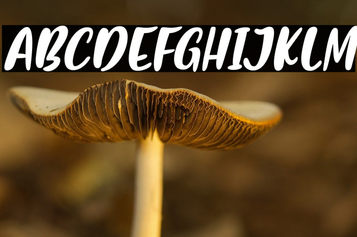 FlashonSaturdayNight-Italic Example 3