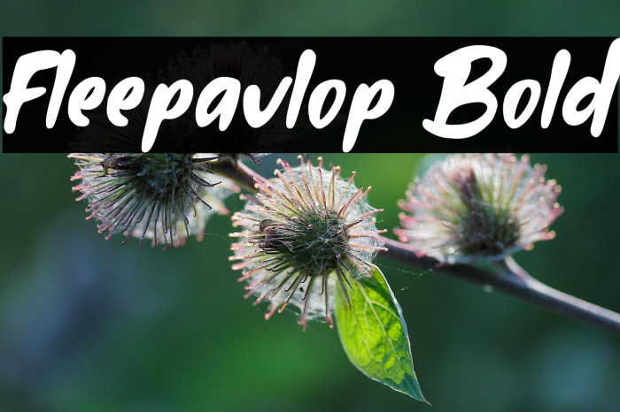Fleepavlop Bold Example 1