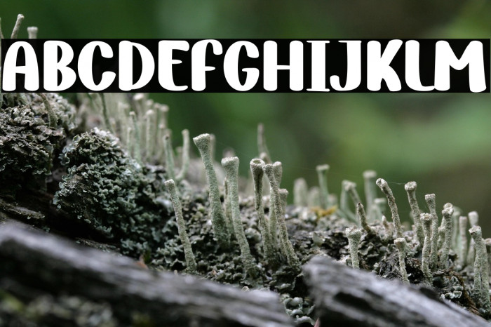 Flephy Demo Example 3