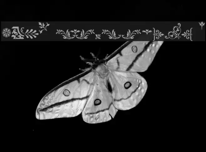 Fleurons Font examples